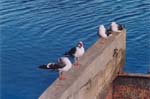 tierra del fuego - birds 